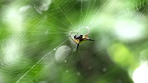 Orbweaver  Spiny Spider eating on the web Stock Footage 288662769