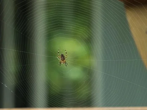 Orbweaver in web outside in early fall in washington Stock Photos