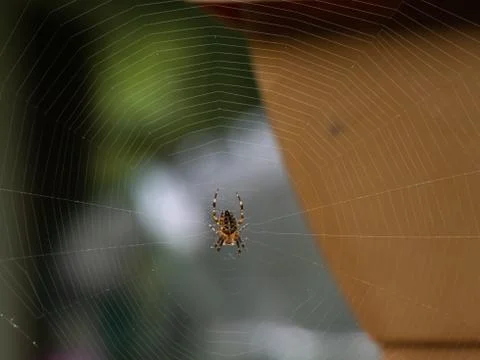 Orbweaver in web outside in early fall in washington Stock Photos