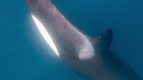 Orca 1 Stock Footage 314339129