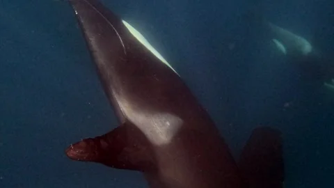 Orca 2 Stock Footage 314339226