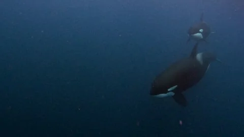 Orca 3 Stock Footage 314339142