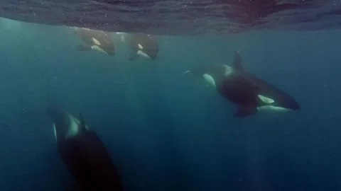 Orca 4 Stock Footage 314339252