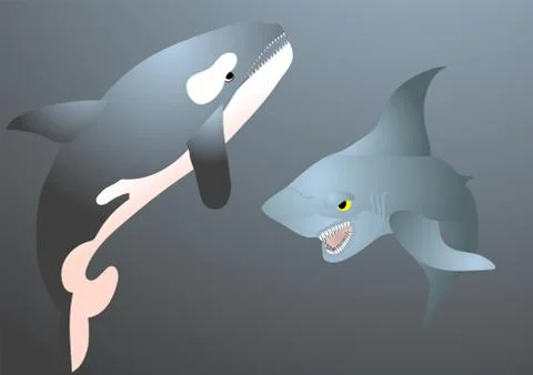 Orca and shark Stock Illustration