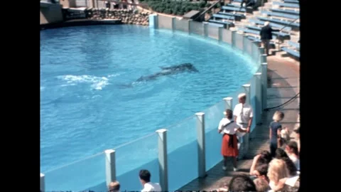 Orca in Aquarium Pool Video stock 276290329