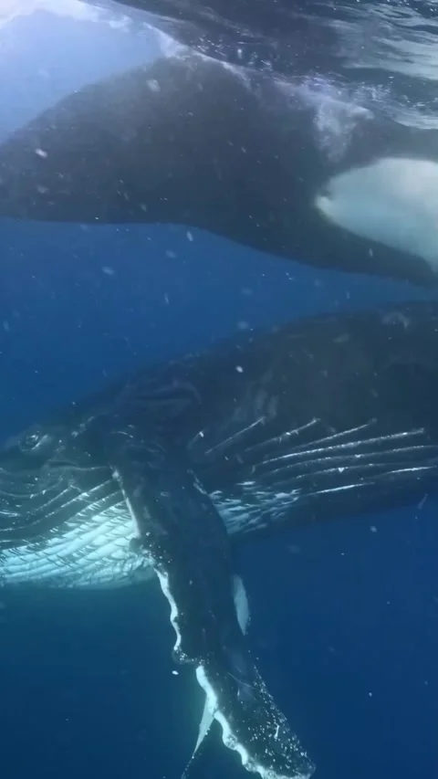 Orca attacks humpback whale in the sea Video stock 318505490