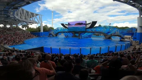 Orca back flip Stock Footage 162871525