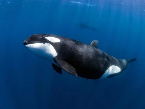 Orca in blue water Stock Photos