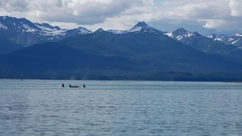 Orca breach multiple 1 Stock Footage 315714104