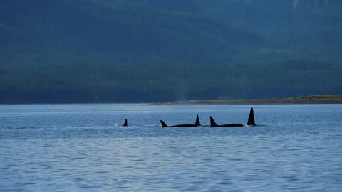 Orca breach multiple 2 Stock Footage 315714101