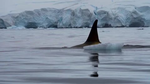 Orca breaching the surface in Antarctica Stock Footage 218044963