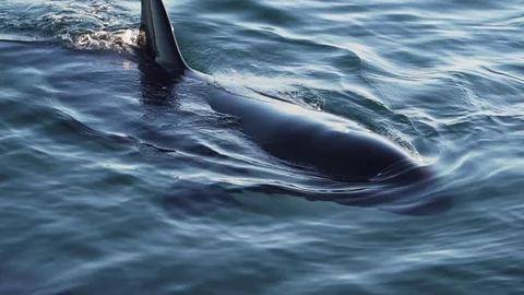 Orca breathe very close blowing out spray close shot slowmotion Stock Footage 109473468