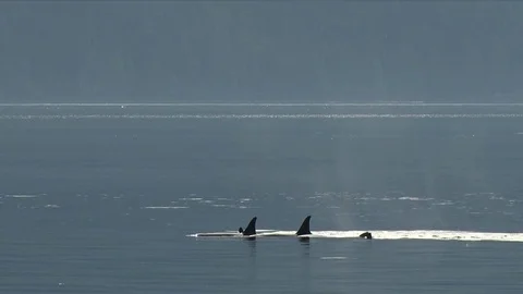 Orca in British Columbia Video stock 83391290