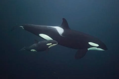 Orca calf and killer whale mother Stock Photos