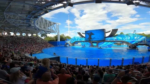 Orca climb Stock Footage 162871434