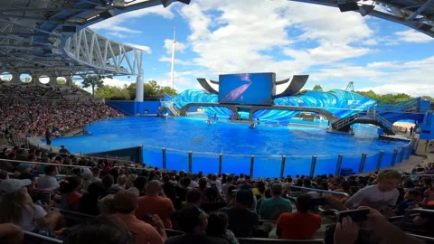 Orca comes in Stock Footage 162871460