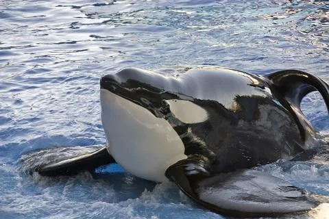 Orca during her show 스톡 사진