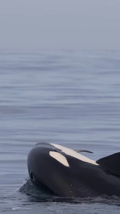 Orca eating bird Video stock 332798221