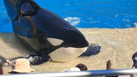 Orca Encounter Killer Whale Presentation at SeaWorld. Swim, Jump and Splash. Stock-Footage 223603781