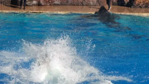 Orca Encounter Killer Whale Presentation at SeaWorld. Swim, Jump and Splash. Stock-Footage 223603785