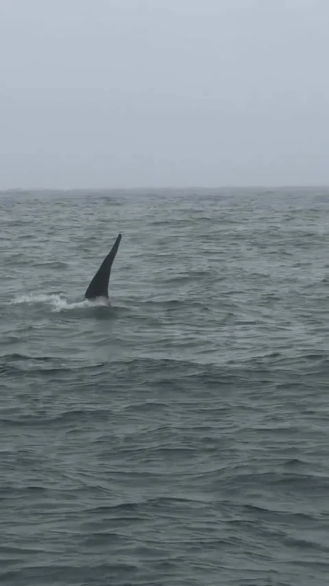 Orca Fin Breaking Surface in Open Ocean Video stock 341133318