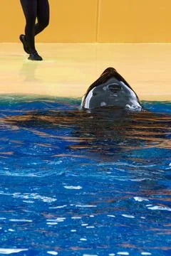 Orca on its back with its head out of the water, and the legs of a diver in t Stock Photos