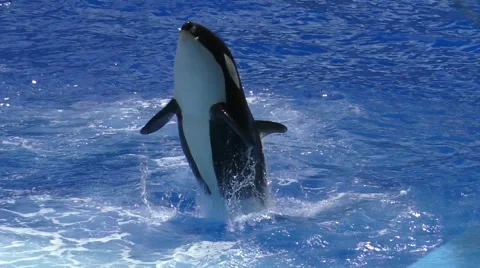 Orca jump Vidéo 48270225
