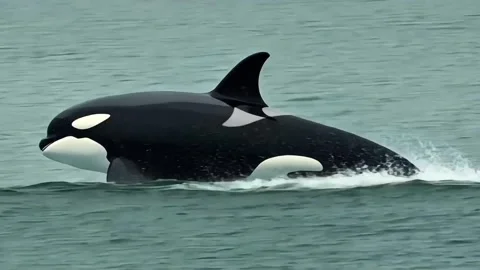 Orca Jumping Isolated on a Transparent Stock Footage 302409193