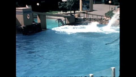 Orca Jumping in Pool Video stock 276290341