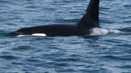 Orca, Killer Whale, Blackfish, Whale Stock Footage