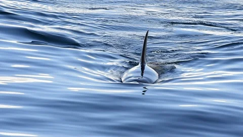 Orca, Killer Whale Stockbeeldmateriaal 88284232