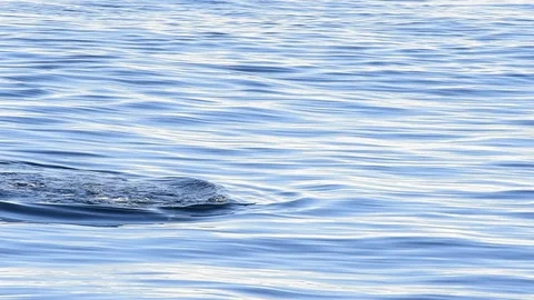 Orca, Killer Whale Stock Footage 89607566