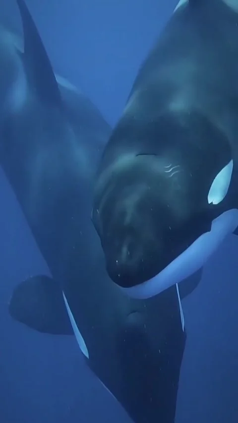 Orca the killer whale Stock Footage 332798220