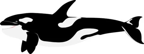 Orca killer whale Illustrazione stock