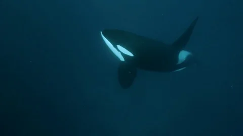 Orca, killer whale passing close  in the Fjords of Norway Stock Footage 124659697