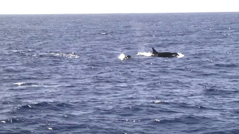 Orca (Killer Whale) pod moving in Bremer Canyon, Western Australia Stock Footage 86269398