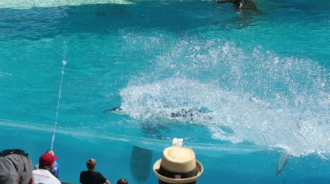Orca Killer Whale splashing crowd HD 8938 Stock-Footage 28356507
