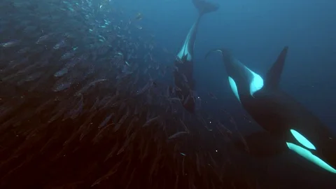 Orca, killer whales appear behind a shoal of herrings in the Fjords of Norway Stock Footage 124659519