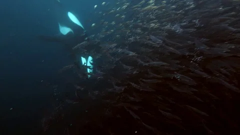 Orca, killer whales appears behind a huge school of herrings, Norway Stock Footage 124659530
