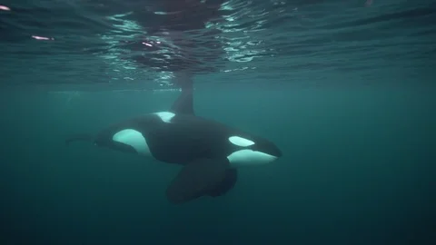 Orca, killer whales coming close in the Fjords of Norway Stock Footage 99176378