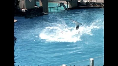Orca Leaping Out of Water Stock Footage 276290349