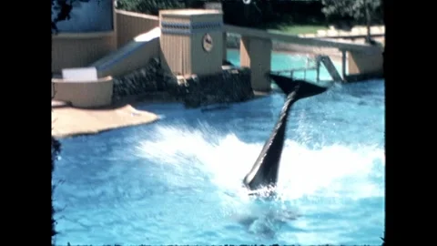 Orca Leaping in SeaWorld Pool Video stock 276290351