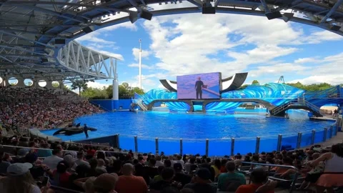 Orca lying down Stock Footage 162871457