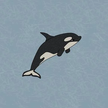Orca or killer whale, the largest member of the oceanic dolphin family. Vector Stock Illustration