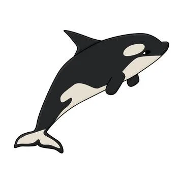 Orca or killer whale, the largest member of the oceanic dolphin family. Vector Stock Illustration