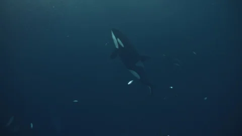 Orca or killer whale take a breath in the fjords of northern Norway. Underwater Video stock 128812485