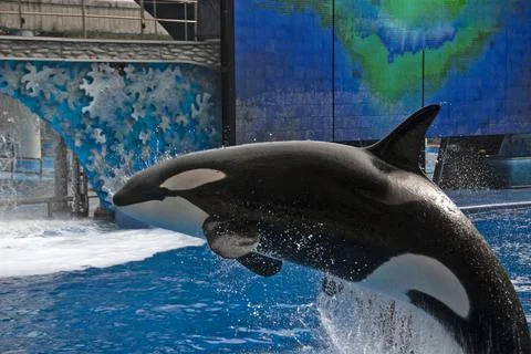 Orca (Orcinus orca)  in captivity Stock Photos