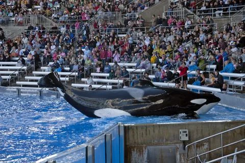 Orca (Orcinus orca)  in a performance Stock Photos