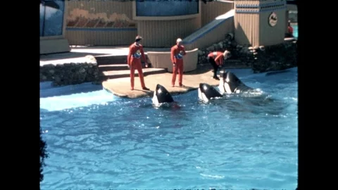 Orca Performance with Trainers Stock Footage 276290335