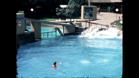 Orca Performing High Jump Stock Footage 276290352